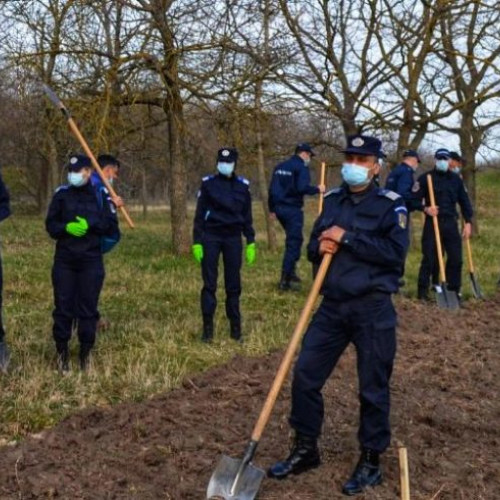 171 de stejari plantați de jandarmi în cadrul campaniei naționale "171 de stejari pentru România" în pădurea Vedea din Alexandria.