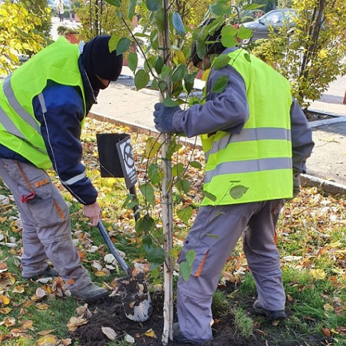 Primăria Alexandria plantă 490 de copaci tineri pentru siguranța cetățenilor